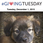Please donate to Delta Rescue Animal Super Sanctuary