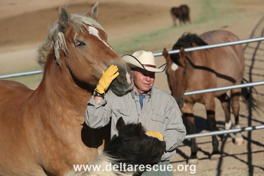 Animal Sanctuary rescued horses, livestock an burros
