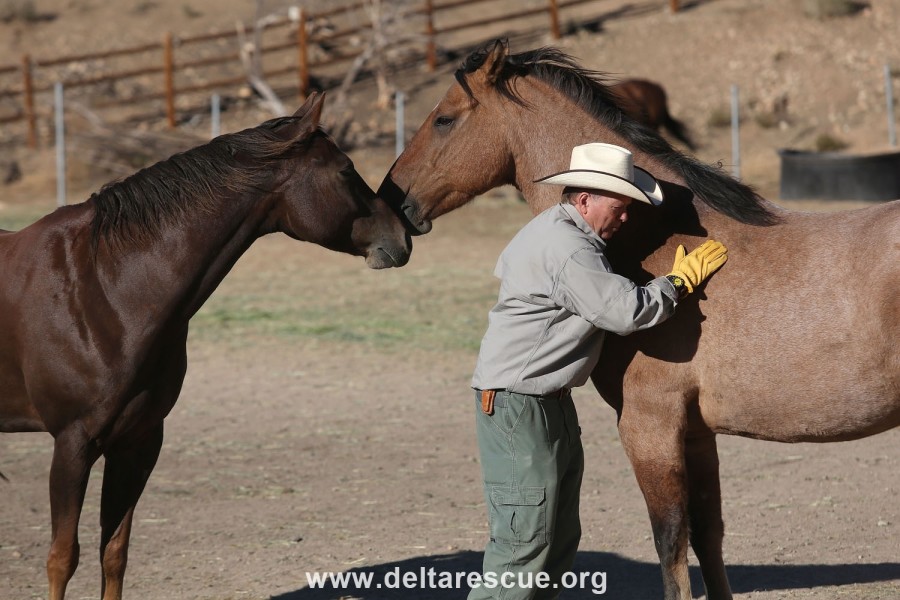 Leo and Bentley Rescued livestock, horses and burros