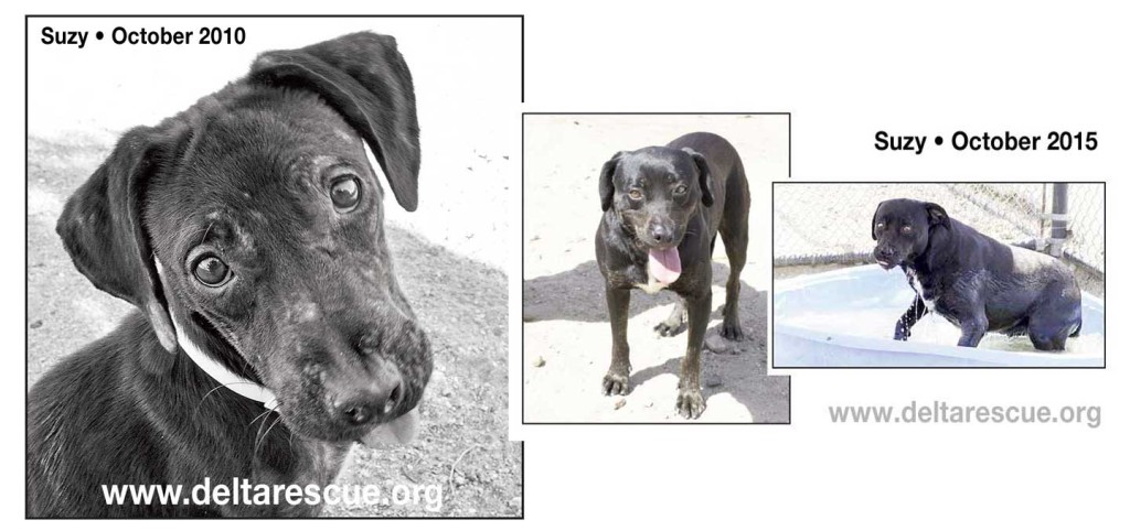 Suzy was rescued in 2010 and now lives at DELTA Rescue animal sanctuary