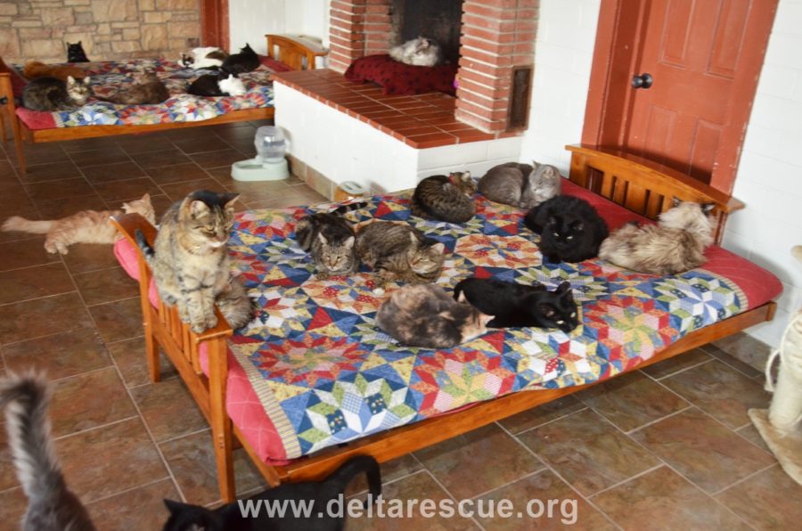 How to Donate Blankets, Toys, Treats and Towels to our Animal Super