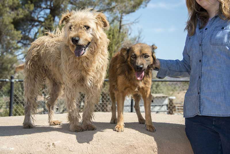 Rescue cats and dogs who are abandoned in the wilderness.