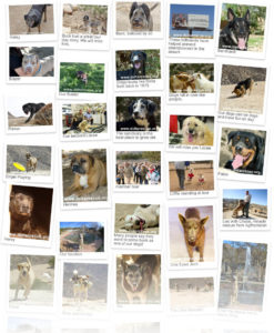 some of the kids at DELTA Rescue