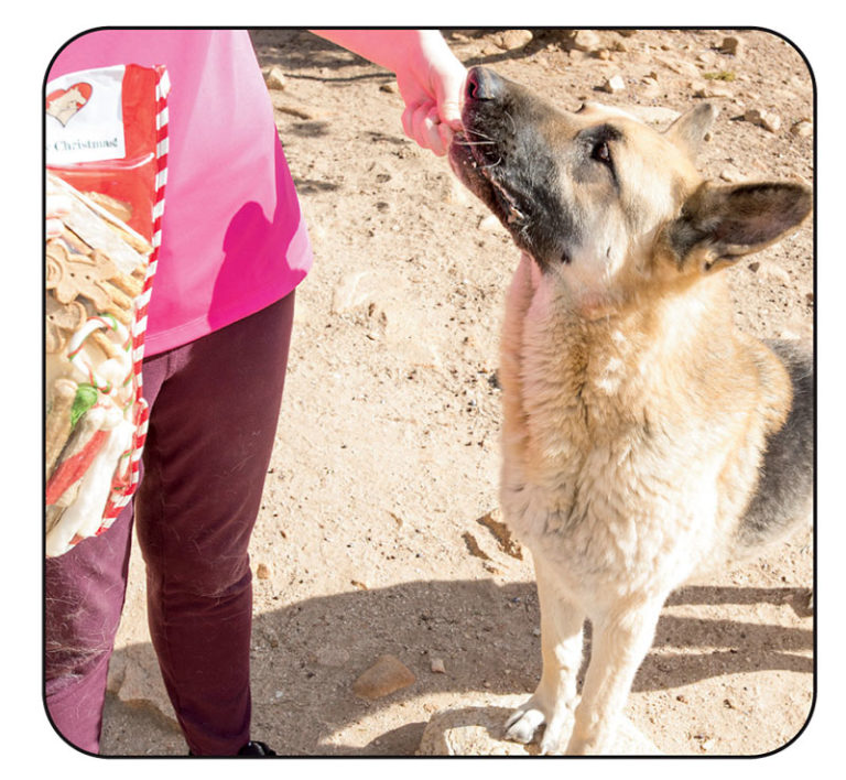 About Us - DELTA Rescue Care for Life Animal Sanctuary