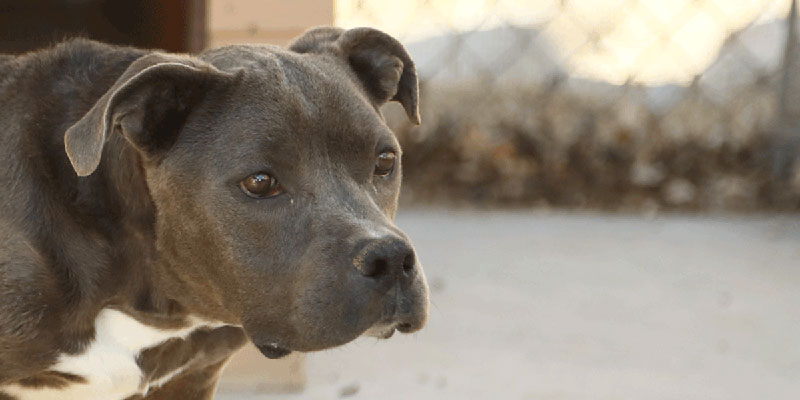 Pitbull Chance rescued in the wild and brought to Delta Rescue