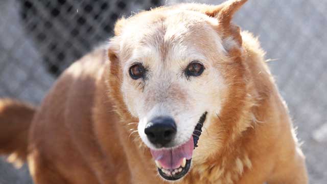 2 - DELTA Rescue Care for Life Animal Sanctuary