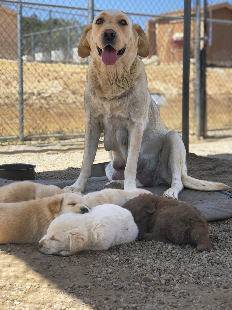 Everyone now safe at Delta Rescue