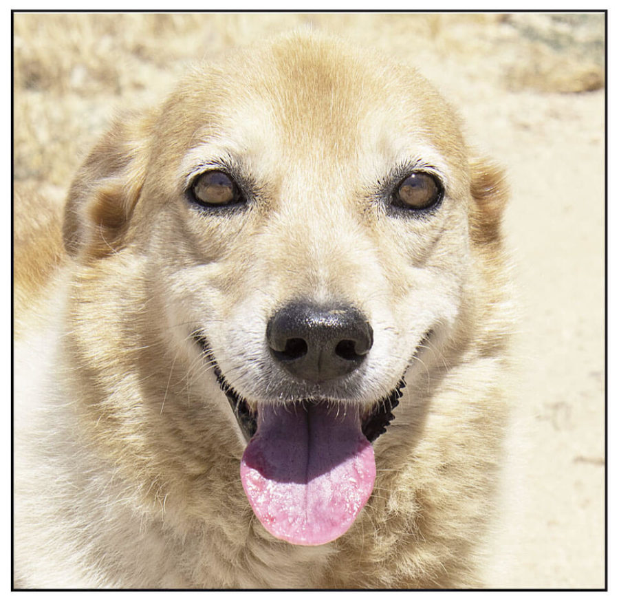 D.E.L.T.A. Rescue Latest News - DELTA Rescue Care for Life Animal Sanctuary