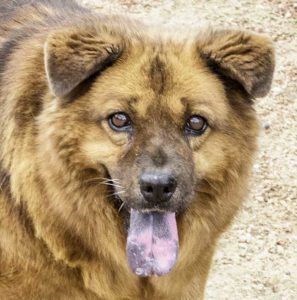 We Keep Our Rescues For Life. . .