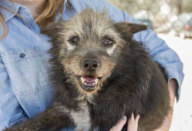 Shell Read this amazing story of Shell's life-saving rescue of her and her puppies.