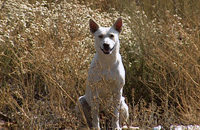 3dog-standing-and-smiling 3dog-standing-and-smiling