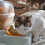 1200-600-DELTA-Cattery-28-150x15