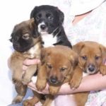 4-pups-for-2013-150x150