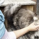 April-2020-caring-for-our-animal