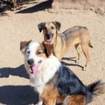 Dunkan-and-Flux-Megan-sm-150x150