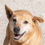 Manhattan-patient-loving-sm-150x