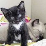 Parmesan-scamorza-kittens-150x15