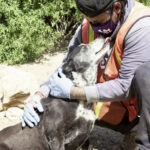 covid-care-delta-rescue-2020-150