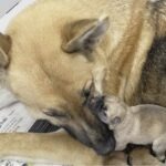 mom-2020-w-one-puppy-150x150