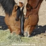 web-Bentley-Bonnie-CU-150x150