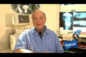 ASK THE PET VET Dr. Gaylord Brown D.E.L.T.A Rescue ASK THE PET VET Dr. Gaylord Brown D.E.L.T.A Rescue